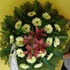 primula 11